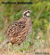 northern bob white