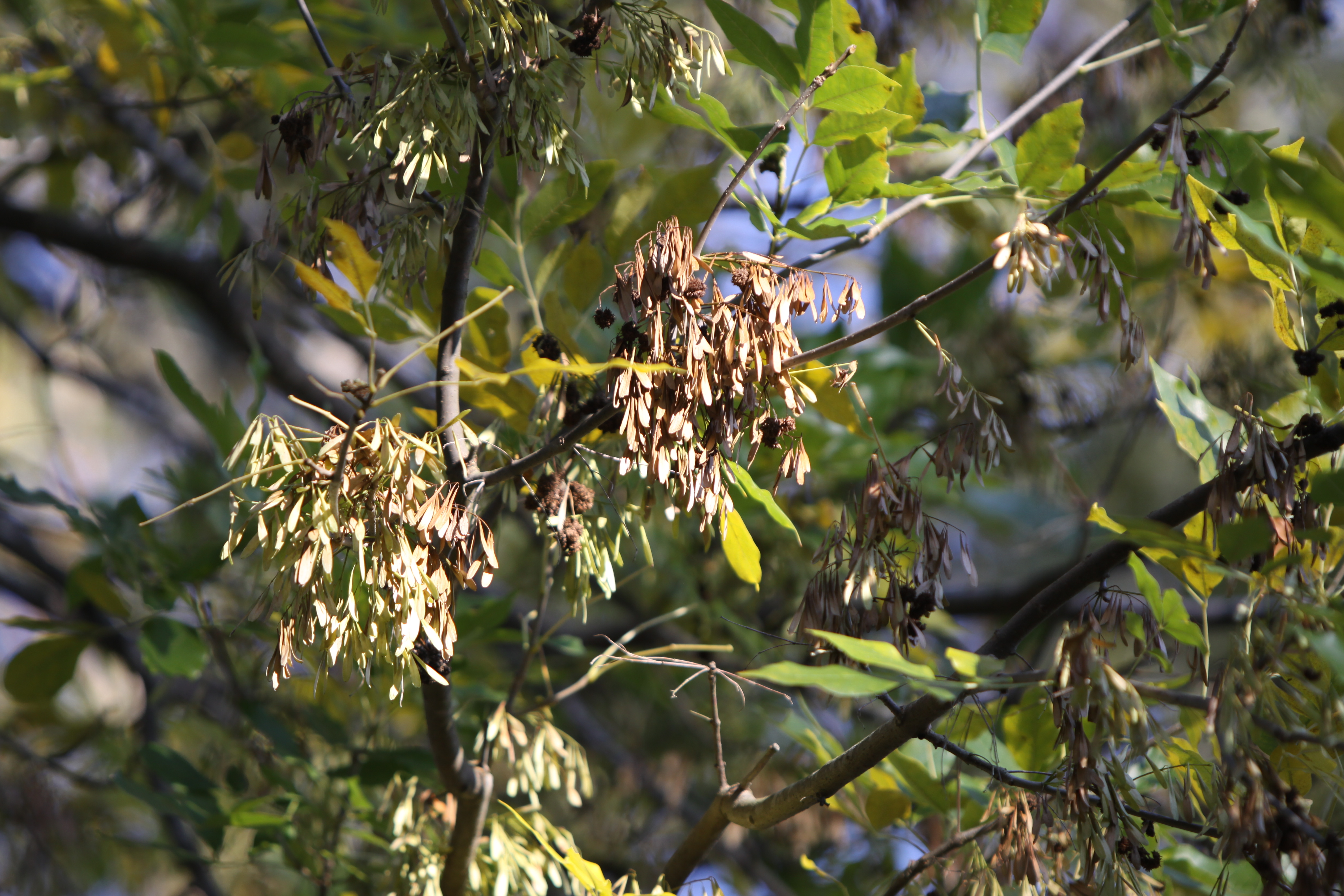 Ash Tree Seed - Elkins Lake