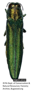 Emeral Ash Borer