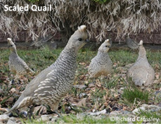 Scaled Quail