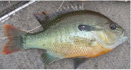 Redbreast Sunfish