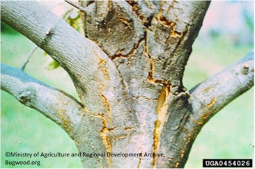 Chestnut Blight