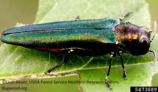 Emerald Ash Borer