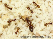 Tawny Crazy Ants