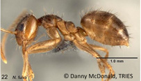 Tawny Crazy Ant