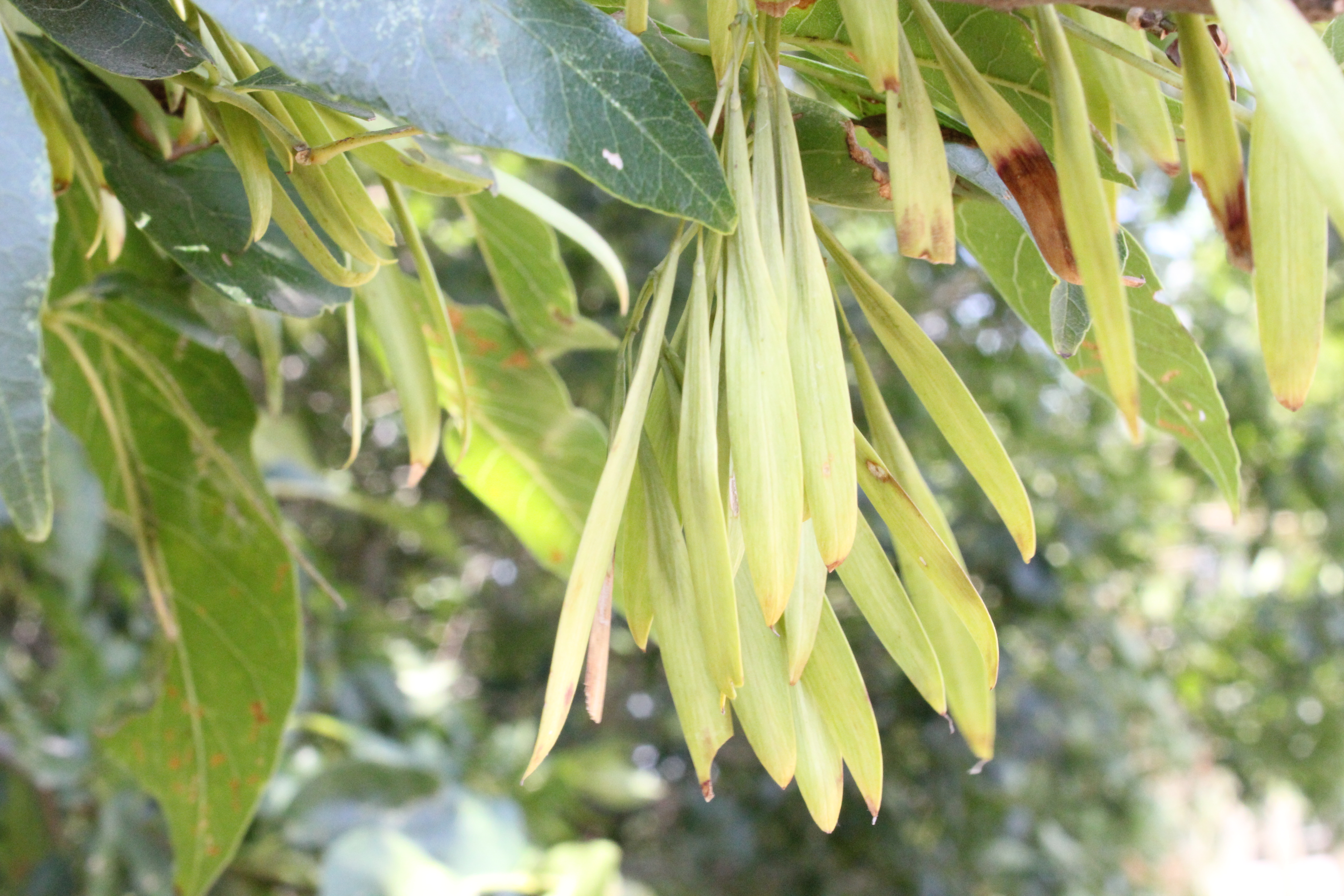 Ash Seeds