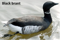 Black Brant