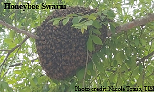 Honeybees in tree