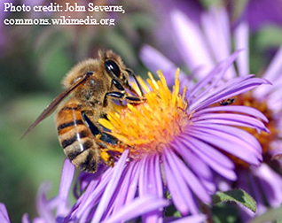 Honeybee on flower