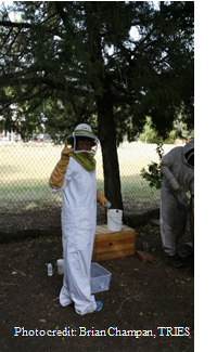 Field technicians visiting apiary