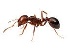 Black Imported Fire ant
