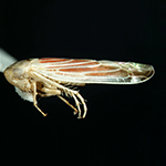 Red Streaked Leafhopper