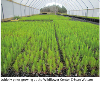 Loblolly nursery